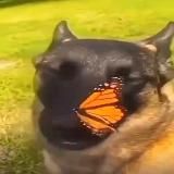 Конченные мемы