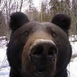 Мискам вееним