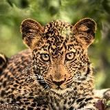 🚀 С ТИКТОКА 👉 CQCASH GRYTRAFF