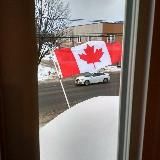 Канада комільфо