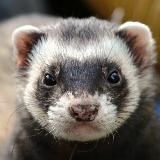 НЕ ПРОМО НА САЙТЫ (ХОРЬКИ и БИБИЗОНЫ)