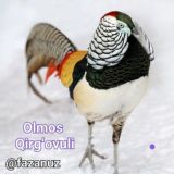 Фазан N1 Qirgʻovul Boqish Guruhi