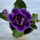 Цветочные феи🧚