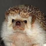 Ёжик Лисичкин Sponsr Спонср СЛИВ