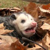 свисни в ід