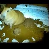 окровавленная личина утопленника