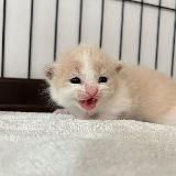 🥰 Котики ^~^