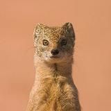 Торговый бот R1 (BitMEX XBTUSD signals)