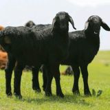 К,УЙ ВА ЭЧКИ парваришлаш.