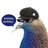 Голубь Забайкалович Chat