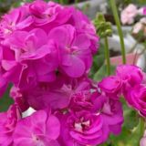 Цветут цветы ❤️ и многое другое.