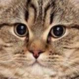 несМЕМшно...