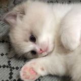 ✧ пурпурные облака ✧