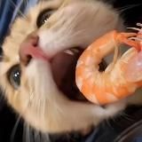 парные аватарки | геншин | хонкай | стар рейл