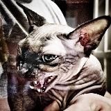 WorldExpertInTheRound