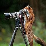 Лисий канал