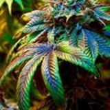 Натур Кишинёв Бельцы