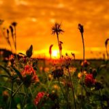 Философ на колёсах