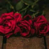 ༺꧁اردو، رومن اردو شاعری ꧂༻