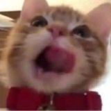 дневник лизавфт