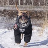 чатик Вэсты