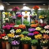 Уголок Цветовода