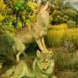 общение,передача