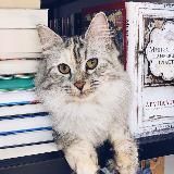 Книжный сейл