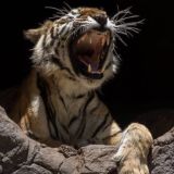 𝚂𝚑𝚊𝚡𝚊𝚗 🎧| 𝙼𝚞𝚜𝚒𝚌🖤