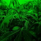 Дневники им. Лалы Черниковны ;)