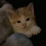 няняня (рест)