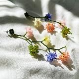 Тоня Палисад