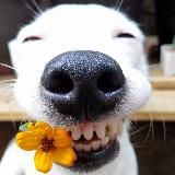 #охужэтипёсели