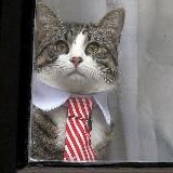 Кот Ассанжа 🐱