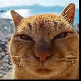 ФЕМТВАЙ ЖИВИ