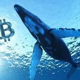 CRYPTO WHALES