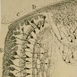 ⚗Science&Odour🍊