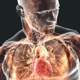 Анатомия человека