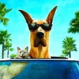 npukoly | Приколы с животными