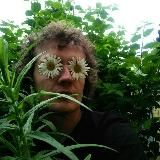 Кабачок Тертишного