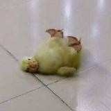 Утятин парк