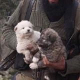 Дидойский Пастух