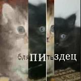 пиздец