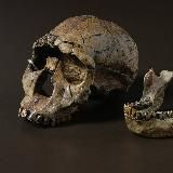 homo ergaster