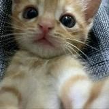 никита варфоломеев