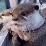 Зверьё моё🐶 | Животные | Видео | Мемы