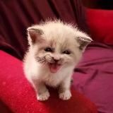 котята и гифки