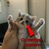 Щитпост Али | Онлифанс Али