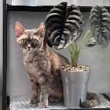 Green room. Пикси и зеленая комната🌱🐈⬛