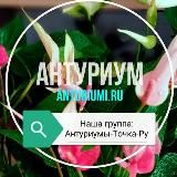 Уход за Антуриумом